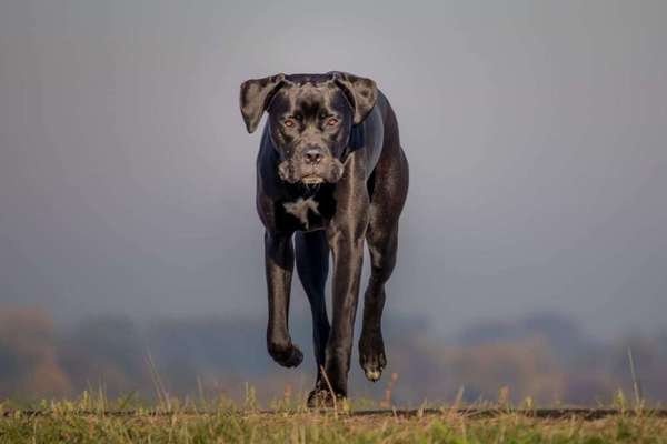 Rassensuche Cane Corso Italiano-Beitrag-Bild