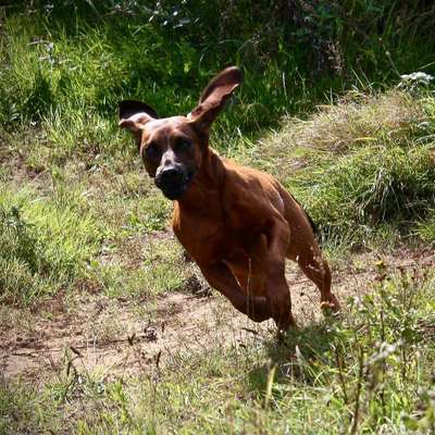 Hundetreffen-Gassirunde Eilenriede-Bild