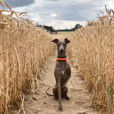 Hundetreffen-Greyhound Playdate-Bild