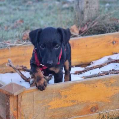 Hundetreffen-Welpentreff in Büchen-Bild