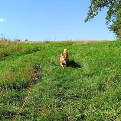 Hundetreffen-Gemeinsame Gassirunden-Bild