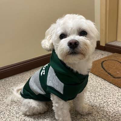 Hundetreffen-Hundekumpel gesucht-Bild