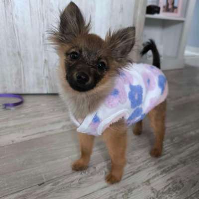 Hundetreffen-Welpentreff Neumünster-Bild