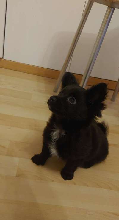 Welpen Bilder !-Beitrag-Bild