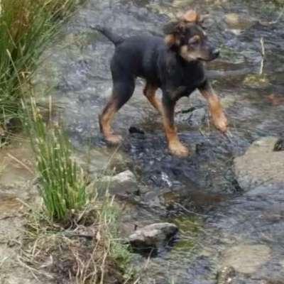 Mit oder ohne Leine?-Beitrag-Bild