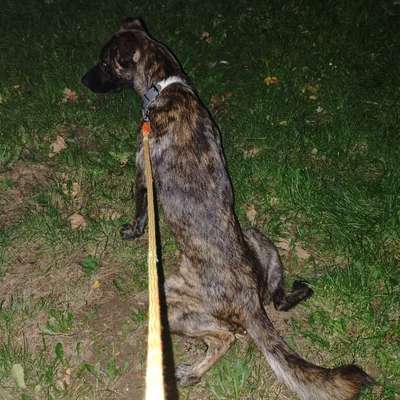 Wie optimal ist das Körpergewicht meines Hundes?-Beitrag-Bild