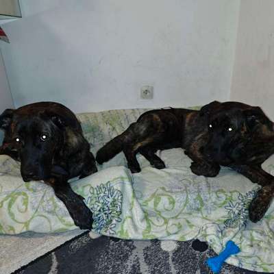 Hundetreffen-Gassi und spielen-Bild