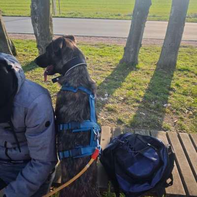 Panikgeschirr gesucht-Beitrag-Bild