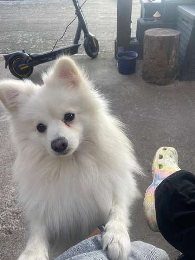 Hundetreffen-Spielkameraden gesucht-Bild