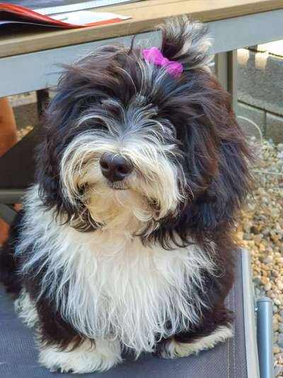 Havaneser dabei?:)-Beitrag-Bild