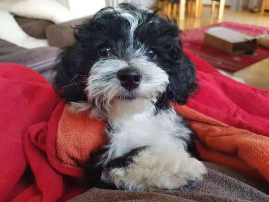 Havaneser-Beitrag-Bild