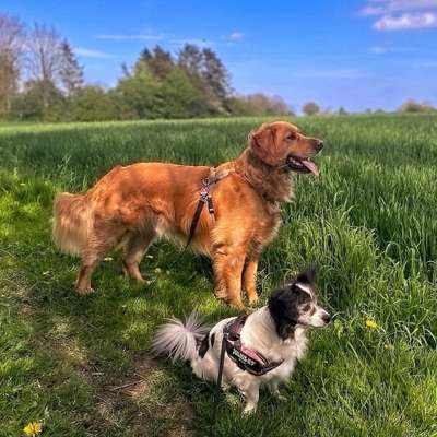 Hundetreffen-Spielfreund gesucht