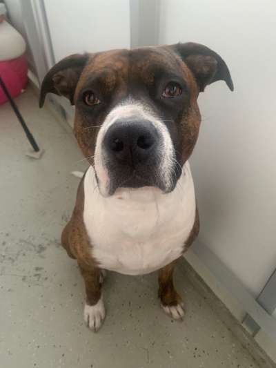 Boxer ???-Beitrag-Bild