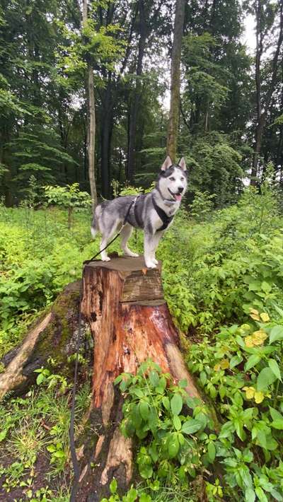 Hundetreffen-Hundebegegnungen-Bild