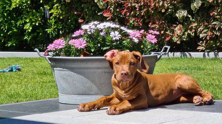 Die Dogorama Monats Challenge "Es grünt und blüht"-Beitrag-Bild