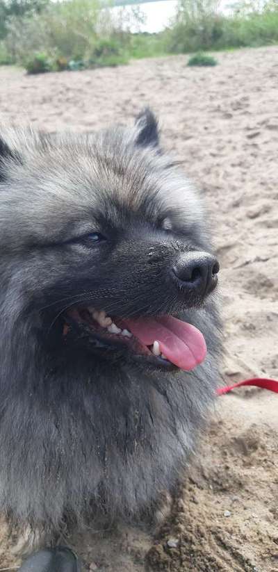 Spitz--Zwergspitz--kleinspitz---mittelspitz----Großspitz--Wolfsspitz-Beitrag-Bild