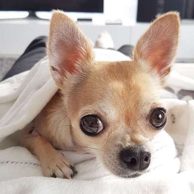 Fotochallange Nr. 57     PORTRÄT.   Beendet!!!!!!!!-Beitrag-Bild