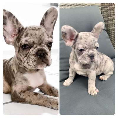 Welpen Bilder !-Beitrag-Bild