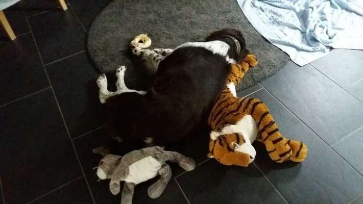 Zeigt mir die lustigsten Schlafpositionen eurer Fellnasen-Beitrag-Bild