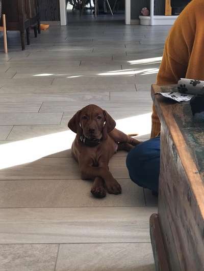 Welpen Bilder !-Beitrag-Bild