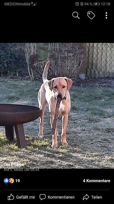 Mischlingshunde Foto Aufruf-Beitrag-Bild