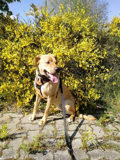 Mischlingshunde Foto Aufruf-Beitrag-Bild