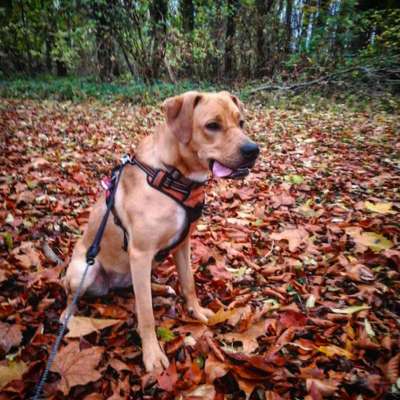 Mischlingshunde Foto Aufruf-Beitrag-Bild