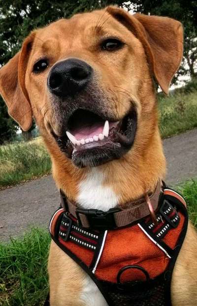 Mischlingshunde Foto Aufruf-Beitrag-Bild