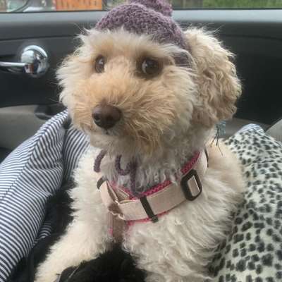 Hundetreffen-Kleine Hunde für Spaziergänge gesucht-Bild