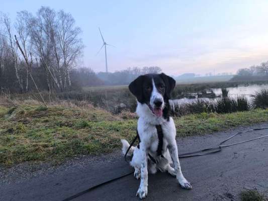 Tierschutzhunde suchen ein Zuhause-Beitrag-Bild