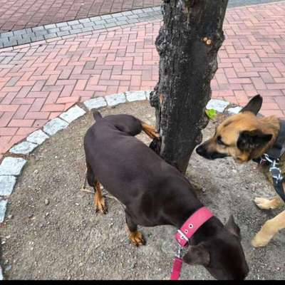 Hundepipi mit Wasser nachspülen-Beitrag-Bild