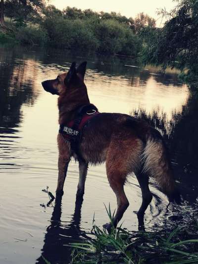 Dogorama-Monats-Challenge-Mai "Wasser"-Beitrag-Bild