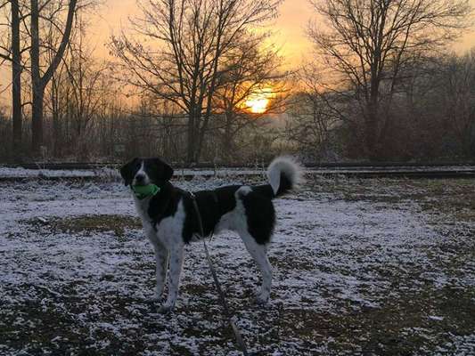 Tierschutzhunde suchen ein Zuhause-Beitrag-Bild