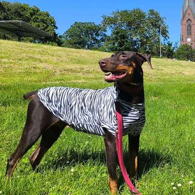 Sonnencreme für Hunde-Beitrag-Bild