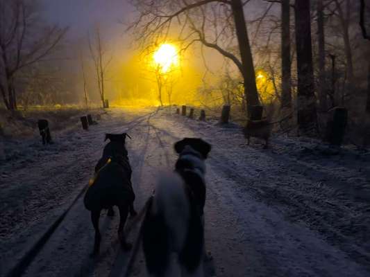 Tierschutzhunde suchen ein Zuhause-Beitrag-Bild