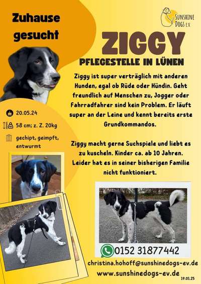 Tierschutzhunde suchen ein Zuhause-Beitrag-Bild