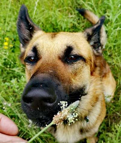 Die Dogorama Monats Challenge "Es grünt und blüht"-Beitrag-Bild