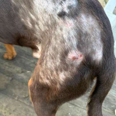 Heftige Kahlstellen + Schorfstellen auf den Ruecken-Beitrag-Bild