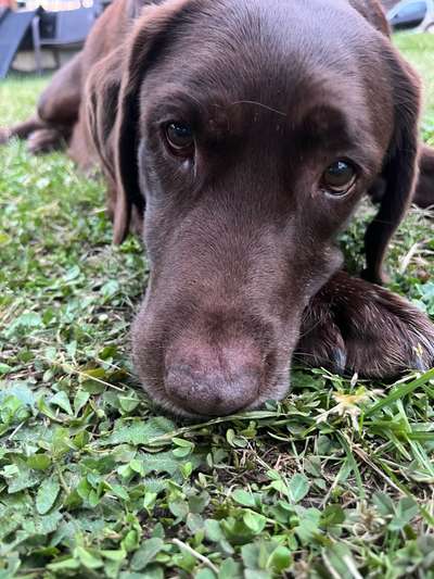 Hundetreffen-Social Walk/ Sozialisierung-Bild