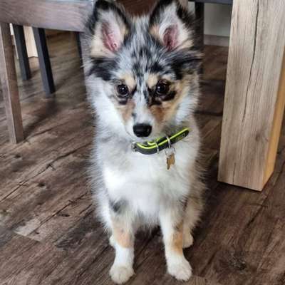 Mischlinge raten - Rätselspaß-Beitrag-Bild