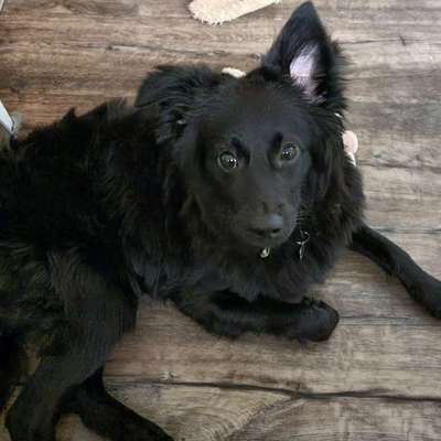 Mischlinge raten - Rätselspaß-Beitrag-Bild