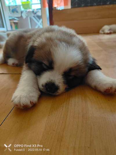 Welpen Bilder !-Beitrag-Bild