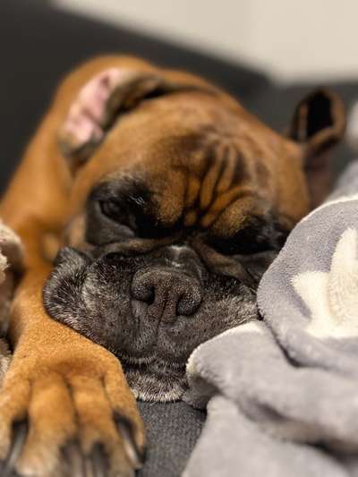 Zähne Knirschen-Beitrag-Bild