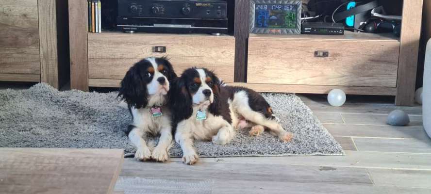 Gibt es hier auch Cavalier King Charles Spaniel Besitzer?-Beitrag-Bild