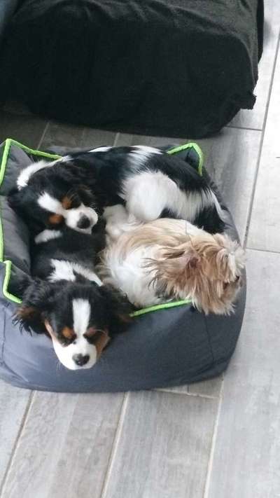 Welche Hunderasse-Beitrag-Bild