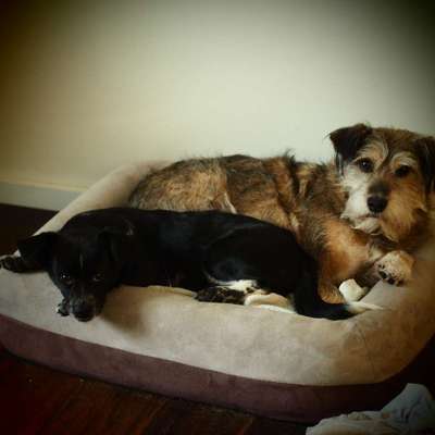 Challenge Nr 14
Eure Fellnasen auf ihrem Lieblingsplatz-Beitrag-Bild