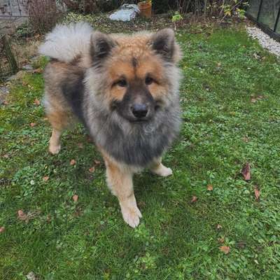 Hundetreffen-Welpen-Treffen, 44801 Bochum-Bild