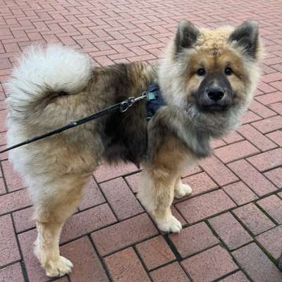 Hundetreffen-Welpen-Treffen, 44801 Bochum-Bild