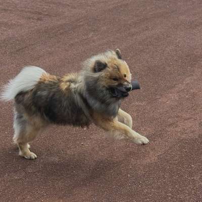 Hundetreffen-Spiele-Treffen / Social-Walk-Bild