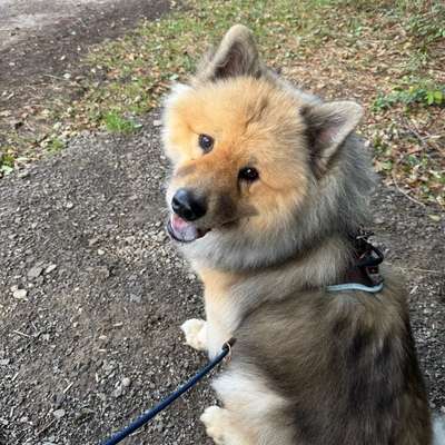 Hundetreffen-Zusammen Spazieren gehen / Spiele-Treffen-Bild